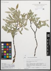 Foto von Salix glaucosericea Flod.